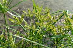 Cyperus erythrorhizos