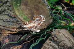Trametes versicolor