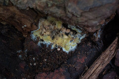 Trichoderma citrinum