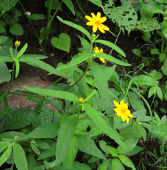 Melampodium appendiculatum