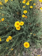 Thymophylla pentachaeta