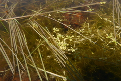 Callitriche palustris