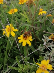 Xanthocampsomeris limosa