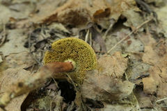 Xerocomellus chrysenteron