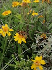 Xanthocampsomeris limosa