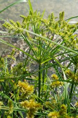 Cyperus erythrorhizos