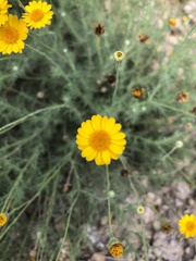 Thymophylla pentachaeta