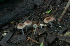 Pluteus