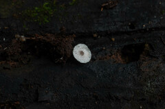 Leucocoprinus brebissonii