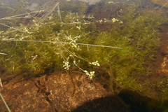 Callitriche palustris
