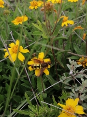 Xanthocampsomeris limosa
