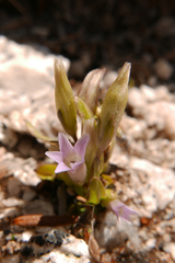 Gentianella amarella acuta
