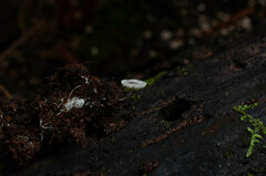 Leucocoprinus brebissonii