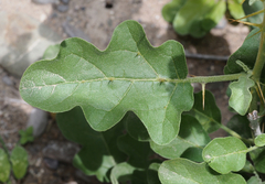 Solanum houstonii