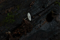 Leucocoprinus brebissonii