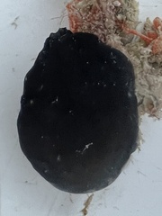 Eudistoma obscuratum