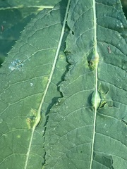 Neolasioptera vernoniae