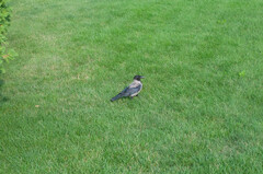 Corvus cornix × corone