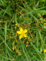 Hypericum undulatum