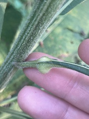 Neolasioptera vernoniae