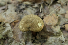 Xerocomellus chrysenteron