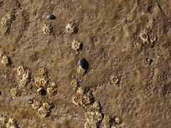 Melarhaphe neritoides