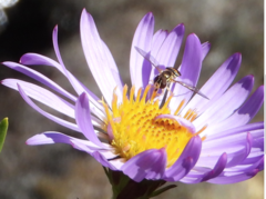 Toxomerus occidentalis