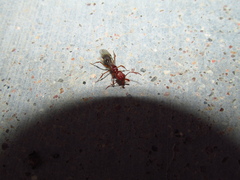 Odontomachus haematodus