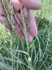 Tridens albescens
