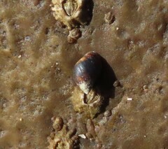 Melarhaphe neritoides