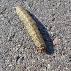 Agrotis exclamationis