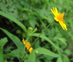 Melampodium appendiculatum
