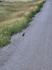 Bartramia longicauda