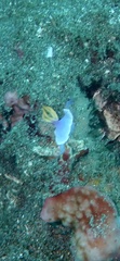 Hypselodoris apolegma