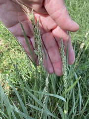 Tridens albescens
