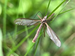 Tipula oleracea