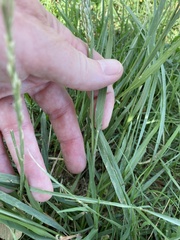 Tridens albescens