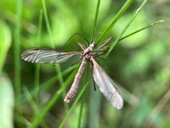 Tipula oleracea