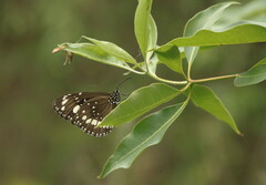 Euploea core corinna