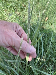 Tridens albescens