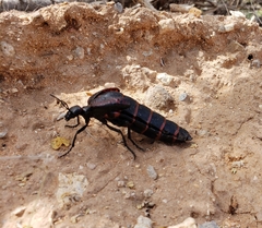 Megetra