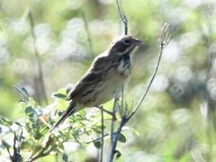 Emberiza fucata