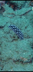 Phyllidiidae