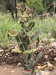 Asclepias elata