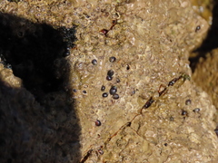 Melarhaphe neritoides