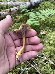 Craterellus tubaeformis
