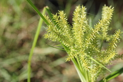 Cyperus erythrorhizos