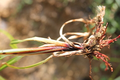 Cyperus erythrorhizos
