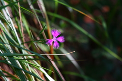 Dianthus pygmaeus