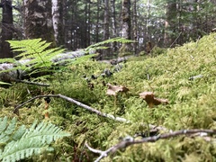 Craterellus tubaeformis
